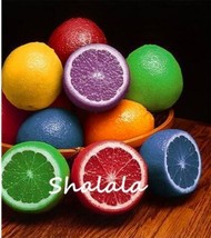 SL Rainbow Lemon Seed Dwarf Lime Tea Fruit Plants Garden Organic Citrus ... - €2,35 EUR