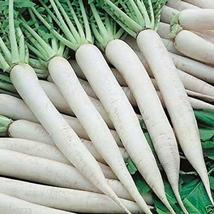 200 Ct Seeds White Icicle Radish WHITE ICE Vegetable Garden Heirloom - £9.53 GBP