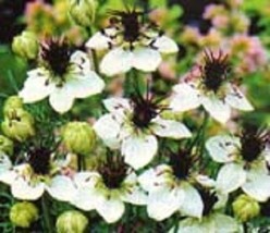 50 Nigella Love In The Mist White Miss Jekyll Flower Seeds Reseeding Annual - £13.44 GBP