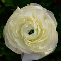 US Seller 25 Ranunculus White Shade Bulbs Fresh Garden - $36.90