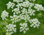 300 Seeds Caraway Seeds Fresh Fast Shipping - $8.99