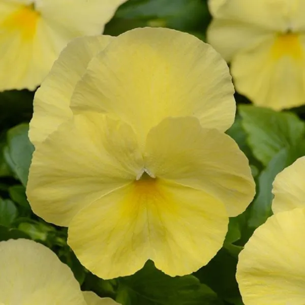 15 Pansy Seeds Cool Wave Lemon Trailing Pansy Hanging Pansy Fresh Seeds - £23.17 GBP