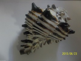 Black Murex large 9-10 cm beautiful sold by the individual shell lacquered - $5.60