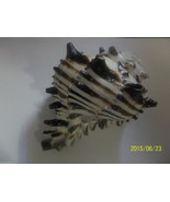 Black Murex large 9-10 cm beautiful sold by the individual shell lacquered - £4.42 GBP