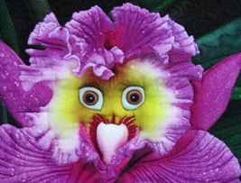 the World&#39;s Rarest Baby Face Orchid Perennial Flower Seeds - €6,34 EUR