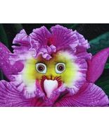 the World's Rarest Baby Face Orchid Perennial Flower Seeds - $7.25
