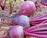 100 Seeds Detroit Dark Red Beet Seeds Heirloom Vegetable Garden Patio Co... - $8.99