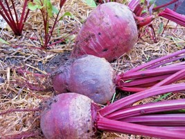 100 Seeds Detroit Dark Red Beet Seeds Heirloom Vegetable Garden Patio Container - £7.16 GBP