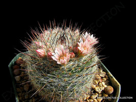 Mammillaria Ritteriana @ Exotic Rare Cactus Cacti Plant Pincushion Seed 20 Seeds - £7.07 GBP