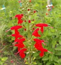 150 Scarlet Sage Wildflower Flower Seeds - $18.85