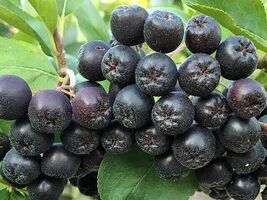 Item image 1 image 1