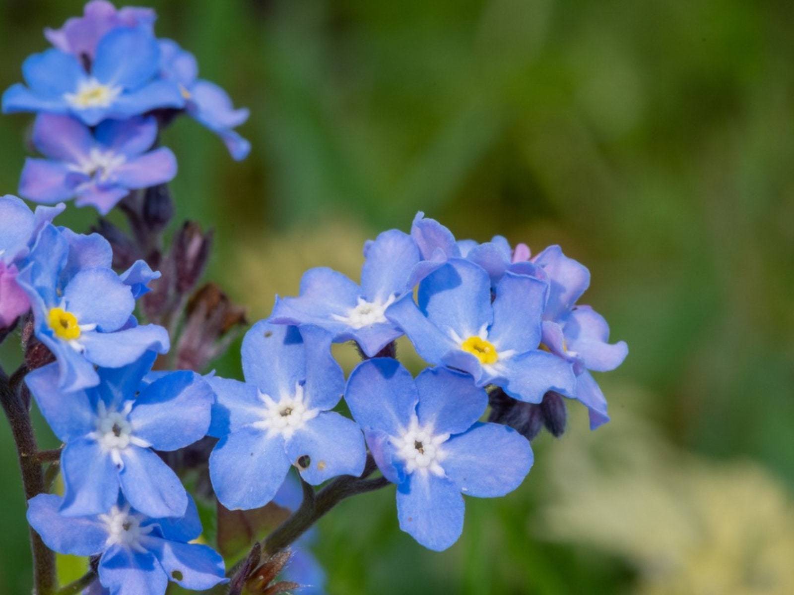 Forget me not flower seeds- 25 seeds - myosotis mix seeds- code 401 Item image 5
