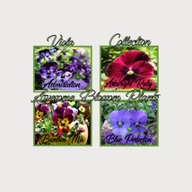 Fresh USA Seller Pick A 4 Pack Of Viola Seed - $21.98