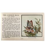 Common Blue Butterfly 1934 Butterflies Of America Antique Insect Art PCB... - €8,59 EUR
