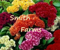 HSeeds 50+ Seeds Celosia Cristata Mixed Cockscomb Flowers - $6.95