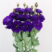 Floral Lisianthus Seeds Megalo Violet 25 Pelleted Seeds Cut Flower Seeds Fresh G - $14.67