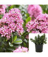 Escallonia Fradesii 1Gallon Plant Pink Frades Live Plant Outdoor Shrubs - $53.49 CAD