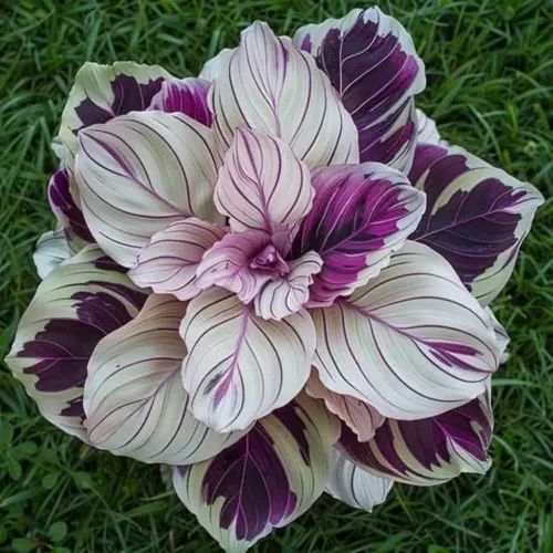100+ Seeds Beautiful Plant &#39;Purple Beauty Calathea&#39; for Garden Planting ... - $10.61 CAD+