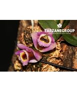 DENDROBIUM FUSCIFAUCIUM MINIATURE ORCHID MOUNTED - $55.25