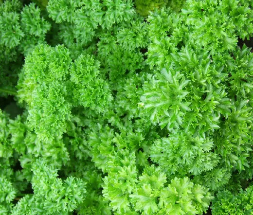 Parsley Moss Curled Herb Culinary Cooking Heirloom 1000 Seeds - $9.60