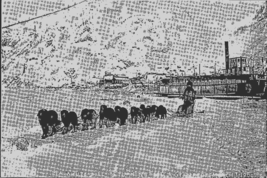 Postcard Alaska Black and White Malamute Bill Returning from a Stampede 6x4 Ins. - £3.98 GBP