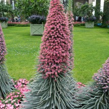 Fresh USA Seller Echium Pininana 3 Color Tower Of Jewels Seed - $12.18