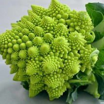 Romanesco Broccoli Seeds Spiral Broccoli Pyramid Broccoli Organic Gardening Fres - $10.00