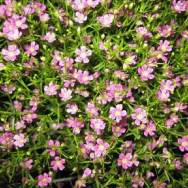 350 Red Babys Breath Gypsophila Elegans Baby&#39;S Breath Flower Seeds Fresh - £7.17 GBP