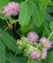 US Seller Mimosa Sensitive Plant 50 Ct Mimosa Pudica Touch Me Not Flower - £6.82 GBP