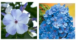 Light Blue Phlox 50 Seeds Flower Perennial Flowers Bloom Seed Butterfly Bloom - £16.88 GBP
