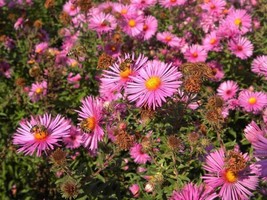 50 Aster Seeds Leader Ruby Perennial Aster Flower Seeds Fresh Garden USA SELLER - $23.75