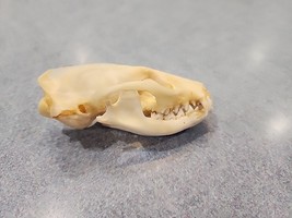 NK97 Javan Mongoose (Urva Javanica) Skull Taxidermy - £73.95 GBP