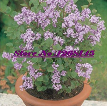  20pcs Dwarf Lilac,Syringa meyeri Potted Flower Bonsai Seeds - $7.00