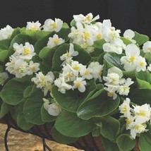 Begonia Seeds Begonia Fiona White 25 Pelleted Seeds Gardening USA Shipping - £11.54 GBP