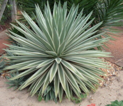 5 Pc Seeds Variegated Agave Quince, Agave angustifolia marginata Seeds | RK - £15.10 GBP