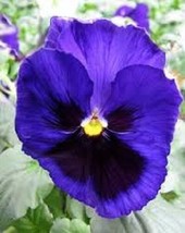 TH  35Seeds Pansy Inspire Blue Velvet Flower Seeds / Long Lasting Annual - £11.33 GBP