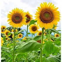 Fresh 100 Skyscraper Sunflower Seeds Non-Gmo Usa Seller - $15.50