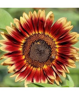 Indian Blanket Sunflower Seeds Native Wildflower Pollinators Heirloom - €7,77 EUR