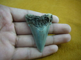 (sr256-19) 2-3/8&quot; Fossil ANGUSTIDENS SHARK TOOTH Gold / Silver wired nec... - $43.00