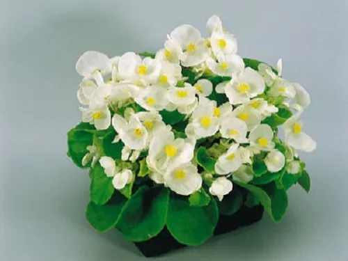 50 Pelleted Begonia Seeds Super Olympia White Buy Flower Seeds - £11.09 GBP
