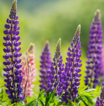 50 Pc Seeds Lupinus perennis Flower Plant, Wild Lupine Seeds for Planting | RK - £19.71 GBP