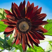 Best Sunflower CHOCOLATE CHERRY 6&quot;&quot; Flowers Cut Flowers Pollinators 100 Seeds - £3.69 GBP