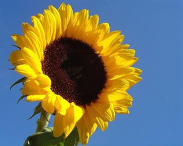 Helianthus Tall Single - $1.50