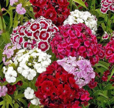 Yarrow Sunset Mix Perennial Gold  Red Flowers Pollinators  1500 + Seeds From US  - £7.12 GBP