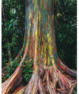 Rainbow Eucalyptus - Eucalyptus deglupta -25+ seeds - W 099 - £3.12 GBP