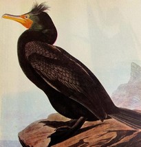 Double Breasted Cormorant Bird 1946 Color Art Print John James Audubon D... - $29.99