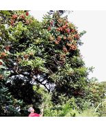 Fruit Tree: Rambután (Nephelium lappaceum) 36 to 48 inches live plant - £147.04 GBP