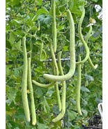 Fresh 30 Armenian Cucumber Khakri Metki Pale Yard Long Cucumber Cucumis ... - $5.99