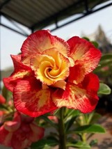 VP Red Orange Desert Rose Adenium Obesum Flower Perennial Flowers 4 Seeds - £6.26 GBP