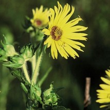 Compass Plant Seeds Silphium Laciniatum Of 10 Seeds New Fresh US Shipping - $89.47 MXN